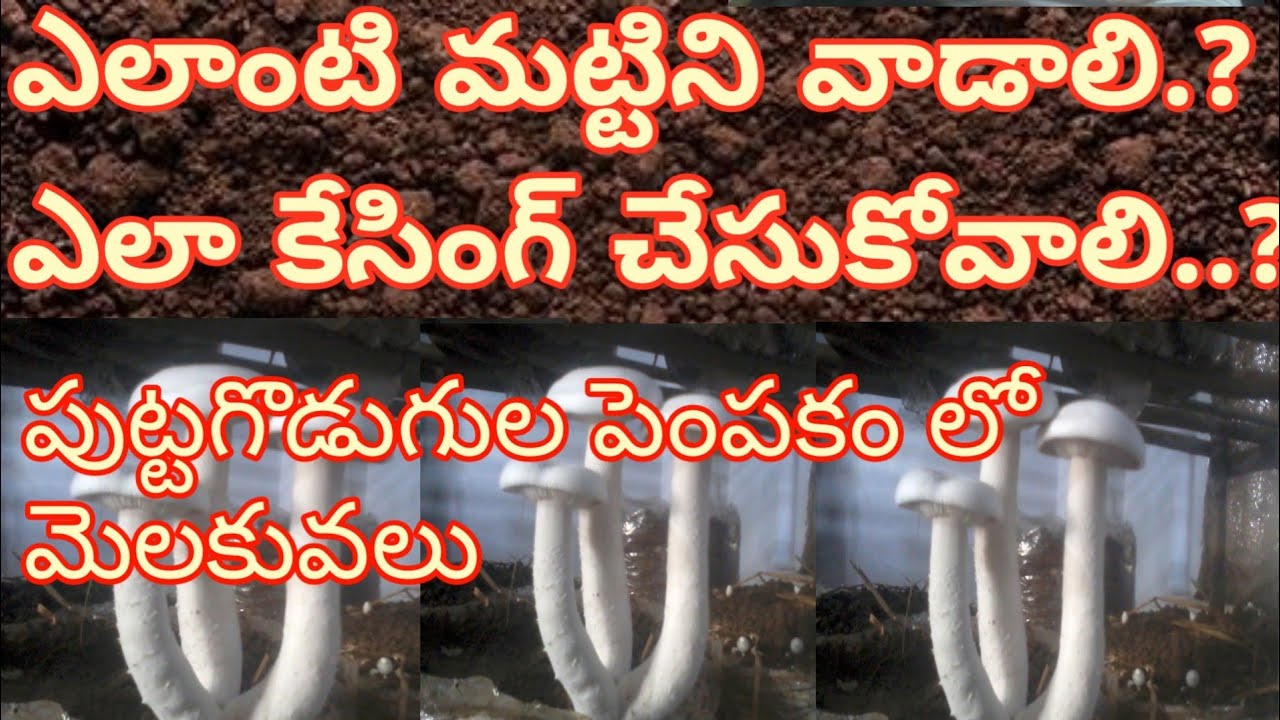 Milky Mushroom cultivation how to prepare casing soil in Telugu 3 YouTube