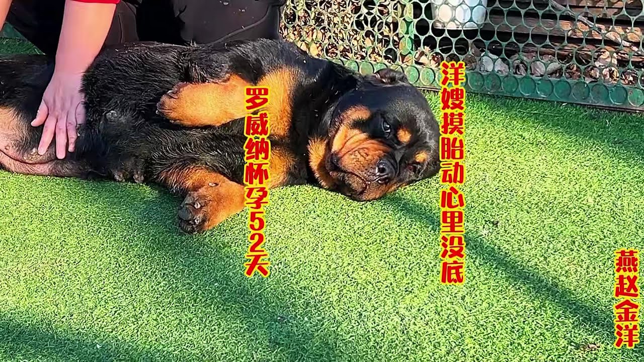 罗威纳怀孕52天，洋嫂摸胎动疑似空窝，小女王要面临淘汰吗？