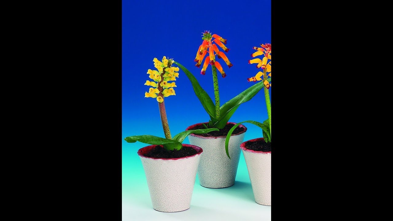 Лашеналия алоэвидная