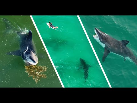 Best Great White Shark Drone Footage 2022 (Narrated)