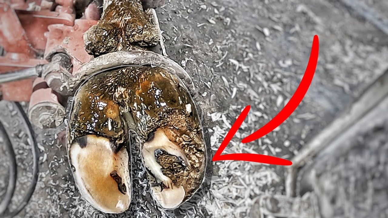 CLOSE CALL WITH THE GRINDER on COW HOOF! FARRIER FOR COWS 🐄 COW ToeBro