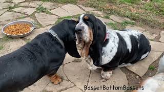 Basset Hound Ear Washing by BassetBottomBassets European Basset Hound Puppies 409 views 6 months ago 53 seconds