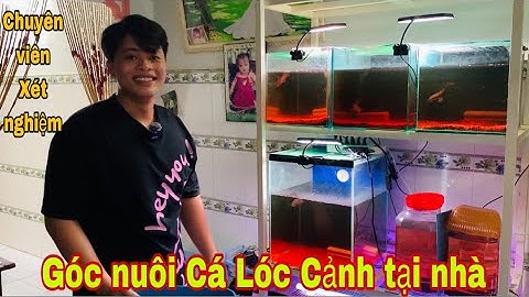 Chuyên viên xét nghiệm và góc nuôi Cá Lóc Cảnh tại nhà - Thái Salem vê lốc