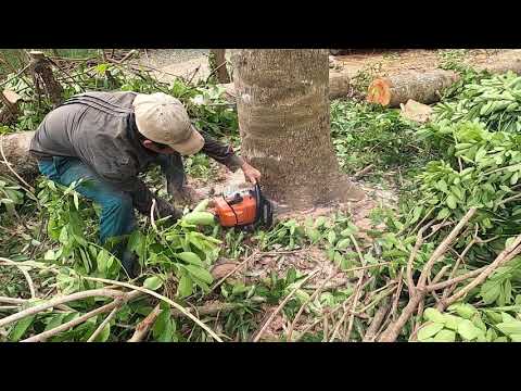 hạ gốc cây xà cừ khủng
