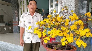 Mặt hoa các loại mai cúc và một số ưu khuyết điểm #bonsai #cucthohuong #maivang #hoamai