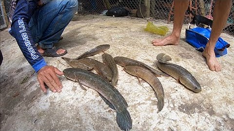 Câu Lure Cá lóc Một Ngày May Mắn Của Cần Thủ | Câu Cá Lóc Snakehead Fishing