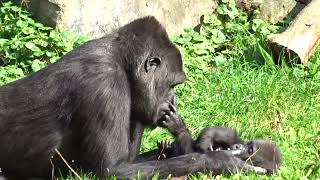 Gorilla tante Nemsi speelt met baby Kiango in Apenheul. *Gorilla aunt Nemsi plays with baby Kiango.*