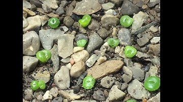How To Grow Lithops From Seed Part 1