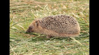 Egel struint door het vers gemaaide gras