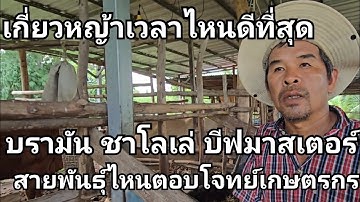 บราห์มัน ชาโลเล่ บีฟมาสเตอร์ สายพันธุ์ไหนตอบโจทย์เกษตรกรมากกว่ากัน เกี่ยวหญ้าตอนไหนดีที่สุด วัวไทย