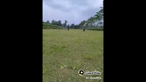 ojek kayu sengon balap