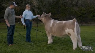 Showmanship: Having the Right Posture