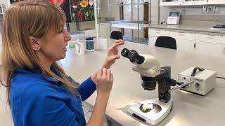 Dissecting Microscope