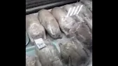 ЛЕС РЕШАЕТ
