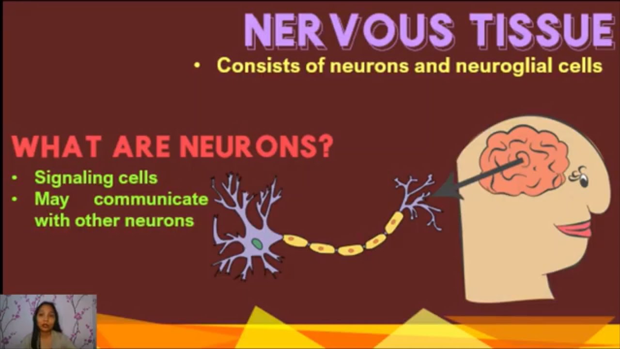 4A Nervous Control
