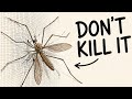 Never Kill The Giant Mosquito — You’ve Been Lied To