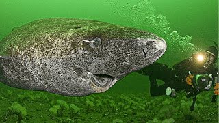 Discover the world’s oldest fish,over 300 years old!