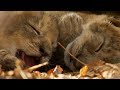 Lioness Cuddles Her Newborn Cubs | BBC Earth