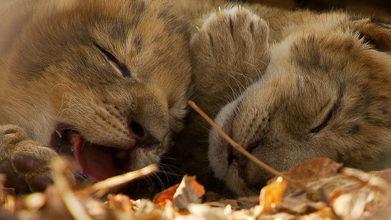 ⁣Lioness Cuddles Newborn Cubs | BBC Earth