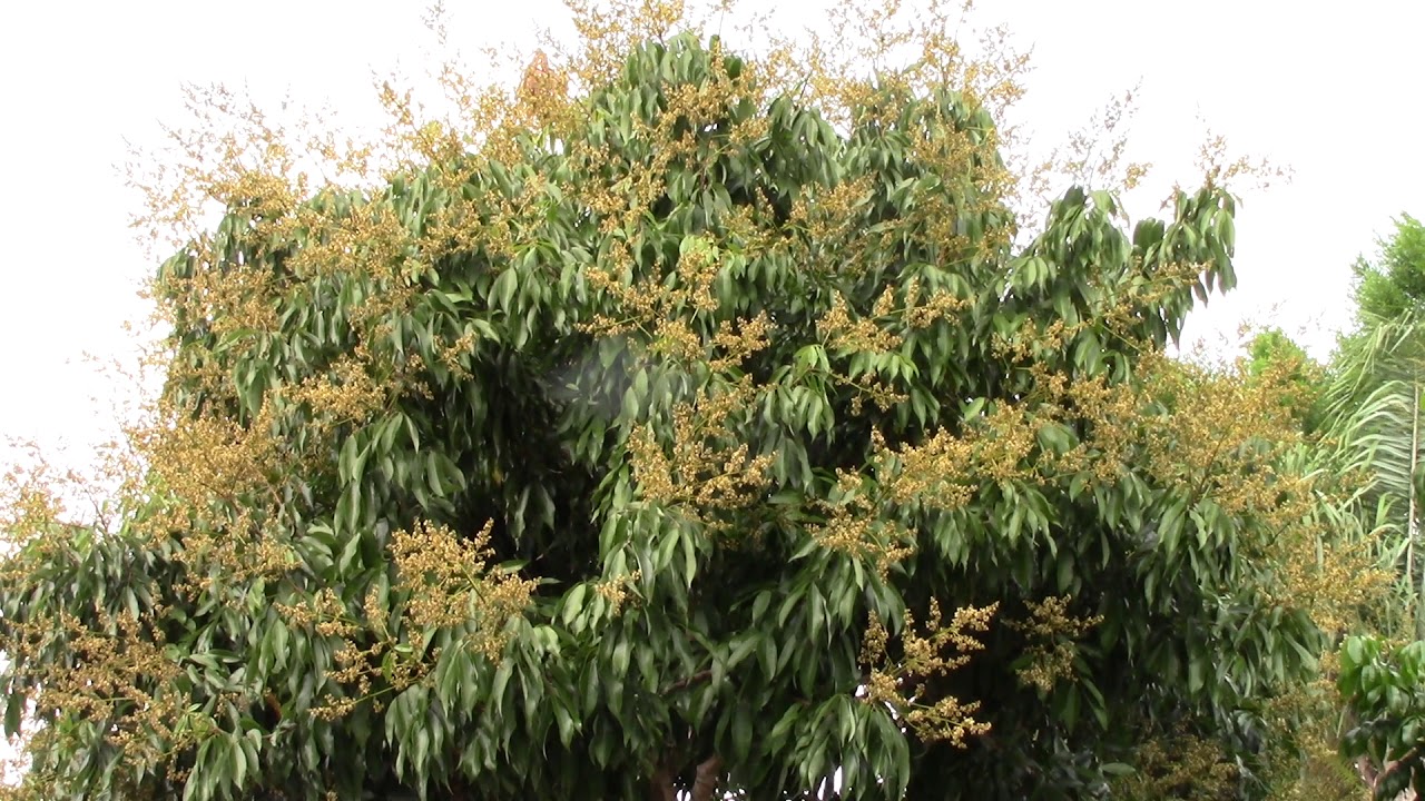 Flower Collection MVI 1917 Lychee Flowers Flower Lychee Fruit