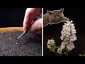 Growing Catnip Time Lapse - Seed To Flower In 56 Days