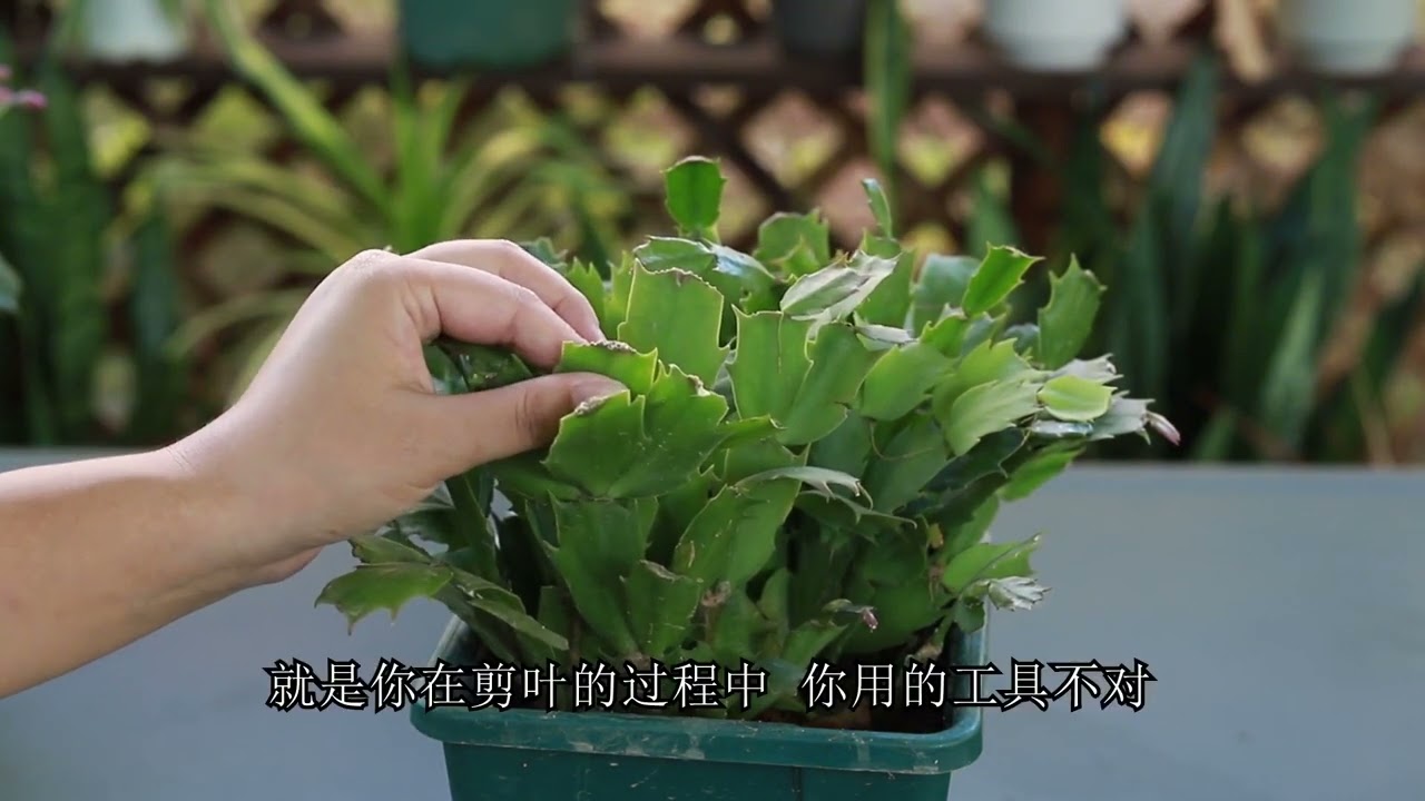 蟹爪兰摘叶促花 这一点没作对 努力全白费 Youtube