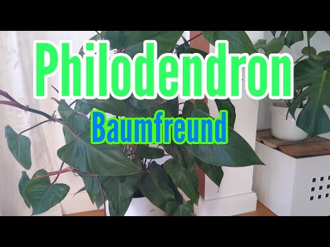 Video: Einen Spitzenbaum-Philodendron umpflanzen - Wie und wann man Baum-Philodendren umtopft