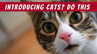 Cat Introductions: The Stress-Free Method Every Owner Needs