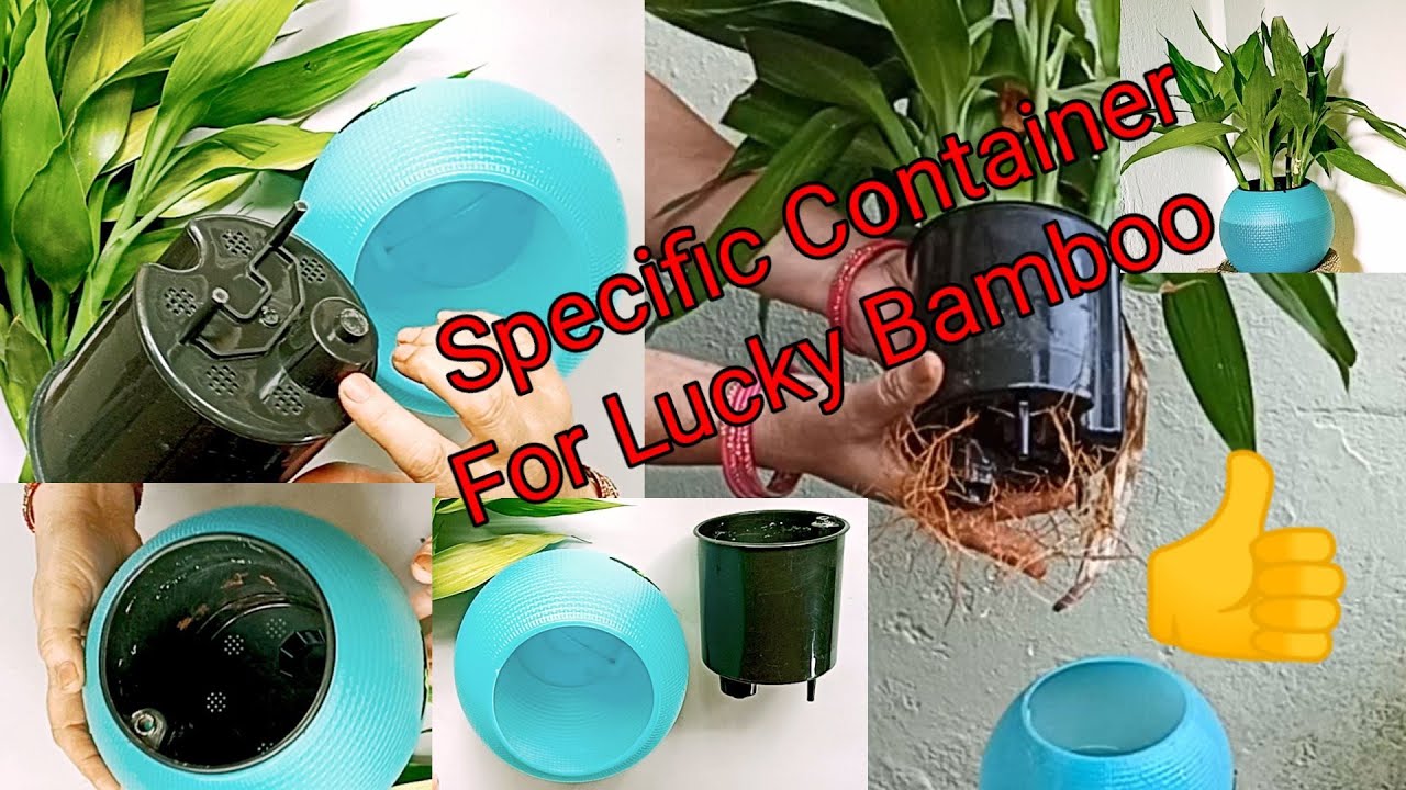 Best container for Lucky Bamboo.Potforluckybamboo YouTube