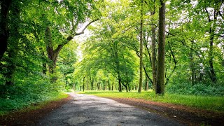 Mini-Lecture: The Overstory: Characters as Trees, Trees as Characters