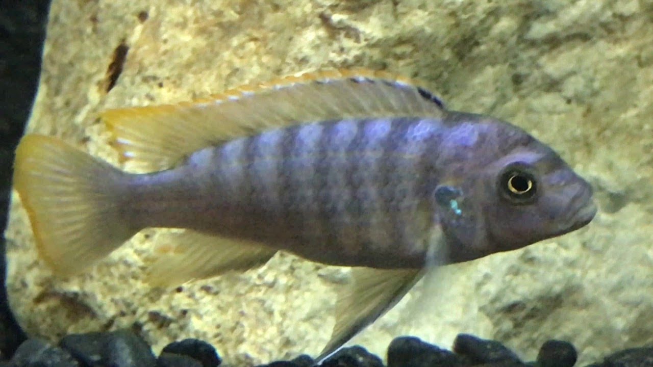 Ice Blue Zebra Mbuna !! - YouTube