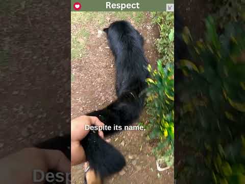 Binturong The Bearcat