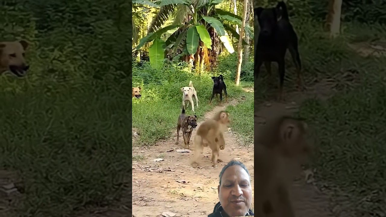 Monkey destroy group of dogs.😄😄animals