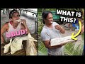 FILIPINO SURVIVAL FOOD - Eating Coconut Tree - STRANGE SNACK PHILIPPINES