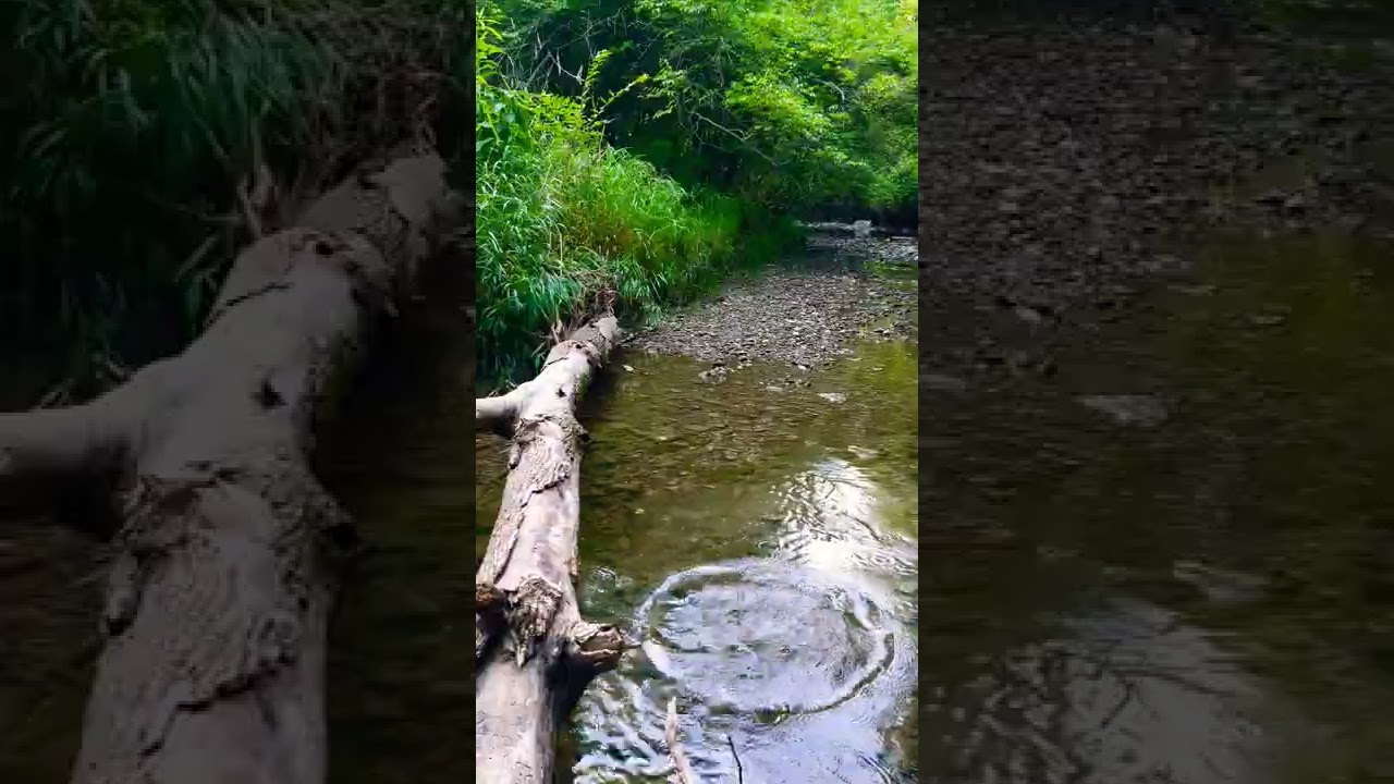 Nature: River, Roscoe Ewing Park, OH - Vertical FS - 22070710 (footage by Anree-Julian, PointTV)