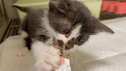 Video 11445801: abyssinian cat cute kitten, cats cute little kitten