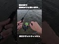 目の前で根掛かりと思いきや・・・ #釣り #広島 #フラットフィッシュ