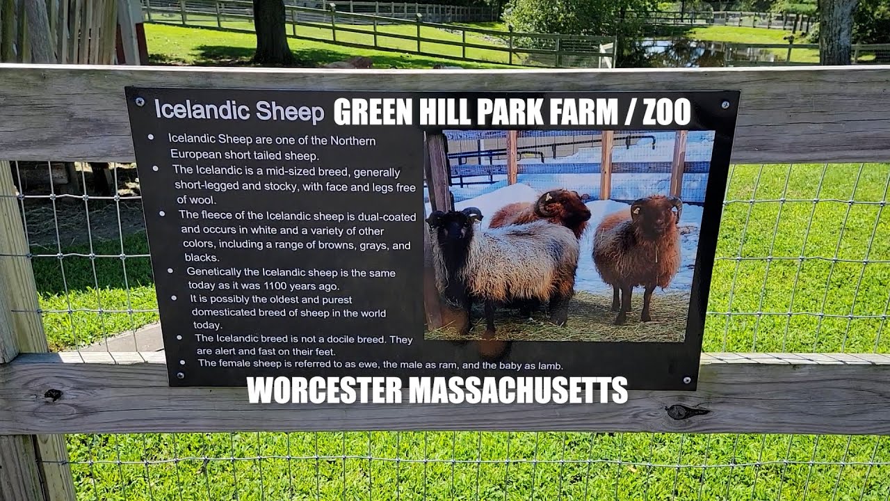 Icelandic Sheep Medieval Viking Breed Green Hill Park Farm Zoo icelandic-sheep-medieval-viking-breed-green-hill-park-farm-zoo
