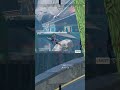 野良と同時にクレーバーを外す配信者www【APEX LEGENDS】#shorts #りー