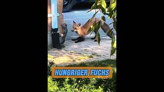 Glückliche Füchsin