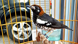 Suara Anis Kembang Gacor NGEROL Plong JERNIH Untuk Masteran Dan PIKAT Pancingan Burung Punglor Bahan