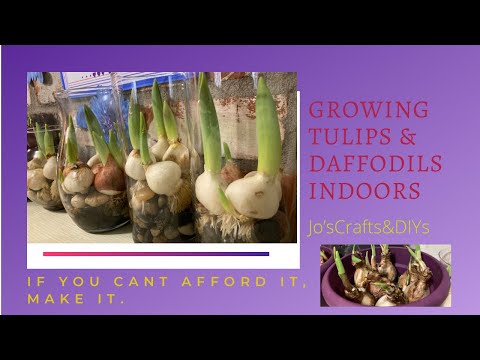 TULIPS IN JARS