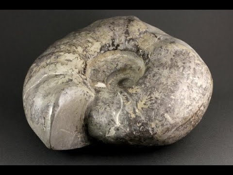 アンモナイト 化石 4.1kg / Ammonite Fossile - YouTube