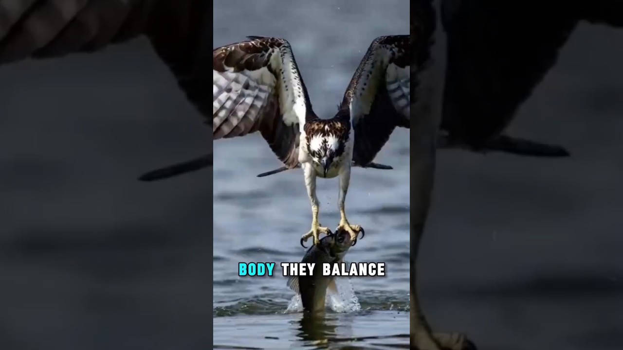 The Hidden Power in a Bird’s Legs | How Hunters Catch Fish So Effortlessly