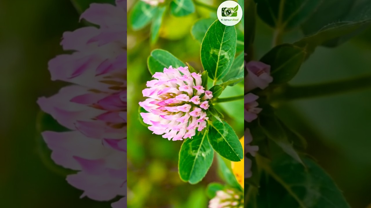 🌸 Watch these stunning flowers bloom in seconds! 