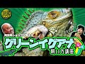【ポピュラーなトカゲ】グリーンイグアナの飼い方講座【グリーンイグアナ】