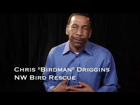 PART 2  Chris Birdman Driggins Bird Whisperer