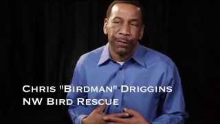 PART 2  Chris Birdman Driggins Bird Whisperer screenshot 4