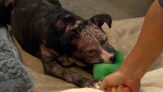 Rescue One helps 4-month-old dog found injured abandoned in Springfield