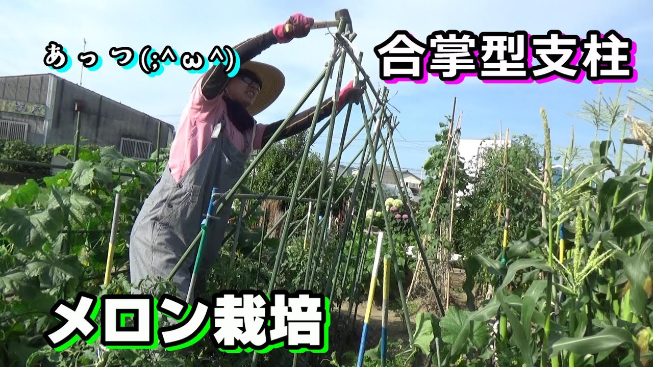 家庭菜園 メロンの合掌型支柱 トマト栽培の雨除け屋根つくるよん Youtube